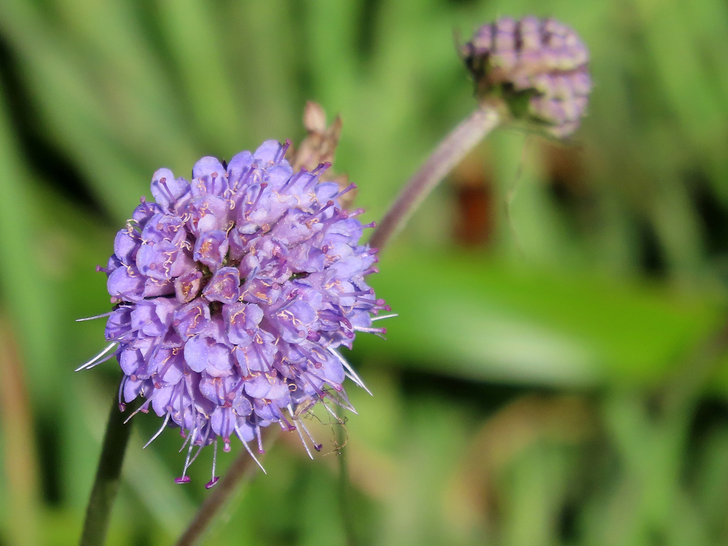 Devil's-bit Scabious From Orkney, Uk On July 29, 2022 At 01:53 Pm By 