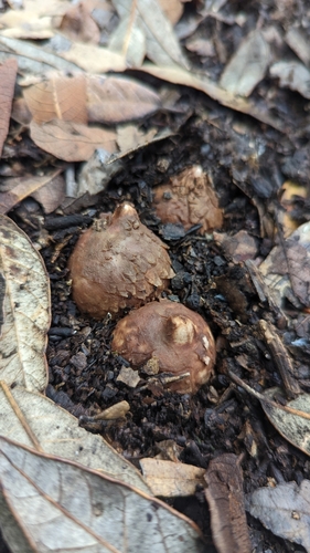 Geastrum