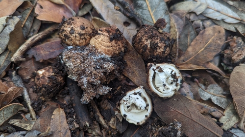 Geastrum (Photo 3 of 4)