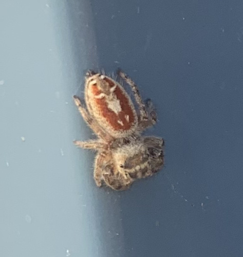 Desert Red Jumping Spider