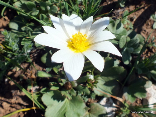 Palmate Anemone