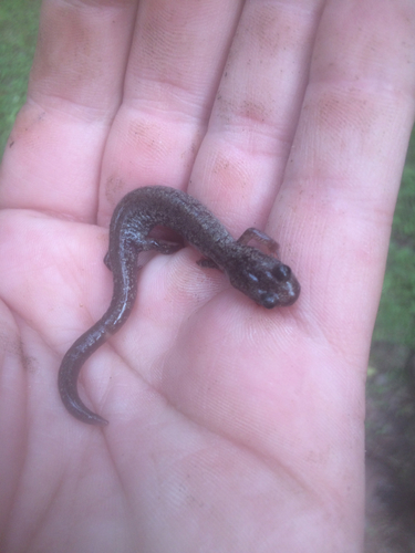 Jemez Mountains Salamander