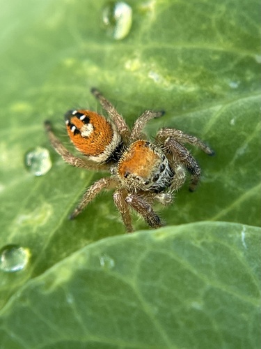Apache Jumping Spider