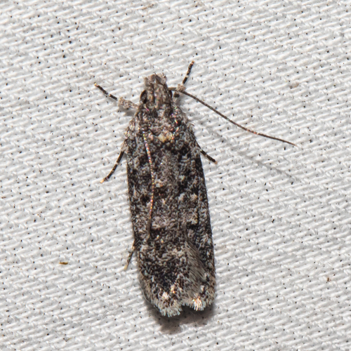 Two-spotted Chionodes Moth