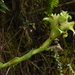 Werauhia hygrometrica - Photo 由 Challen Willemsen 所上傳的 (c) Challen Willemsen，保留所有權利