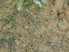 Xenodon rabdocephalus image