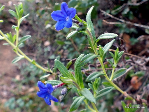 creeping gromwell