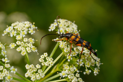 Strangalia attenuata