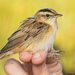 Aquatic Warbler - Photo (c) Titouan Roguet, all rights reserved, uploaded by Titouan Roguet
