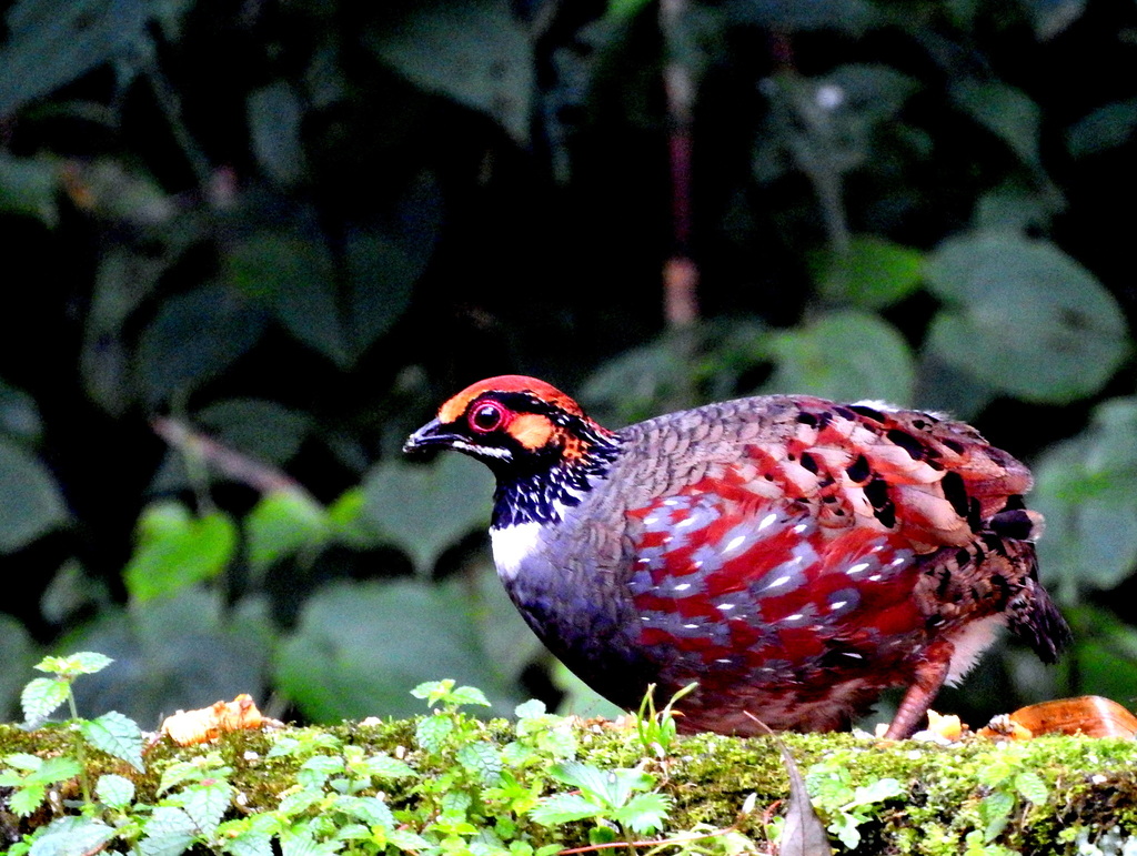 Hill Partridge from Senchal Forest, West Bengal, India on August 8 ...