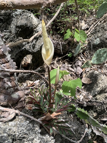 Amorphophallus operculatus · iNaturalist