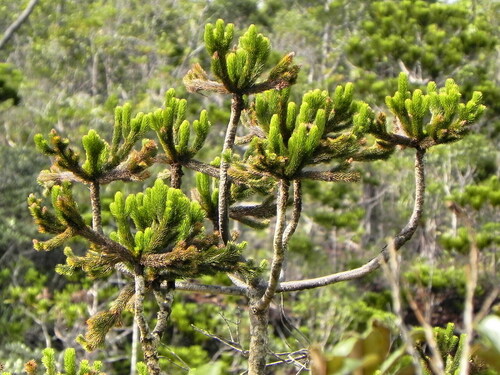 Dacrydium guillauminii