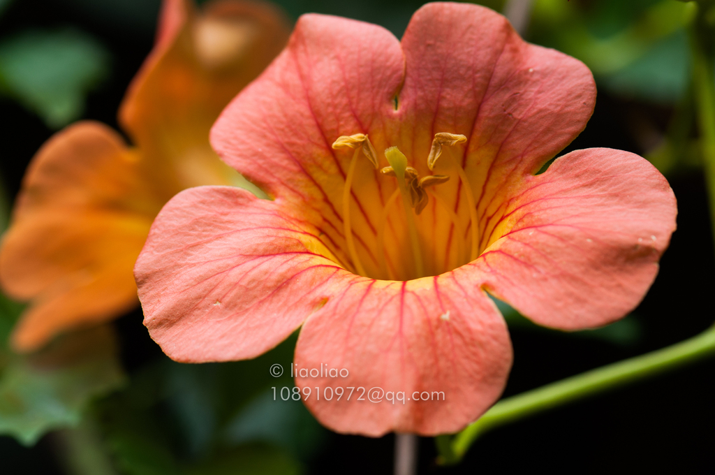 Campsis grandiflora