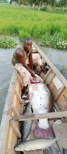 Nile Perch