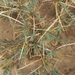 Astragalus ovoideus - Photo (c) Ahmad HB, todos los derechos reservados, subido por Ahmad HB