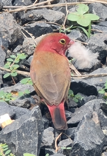 Red-billed Firefinch