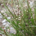 Polygala dolichocarpa - Photo (c) Arturo Cruz, todos los derechos reservados, subido por Arturo Cruz