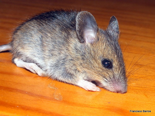 European Wood Mouse