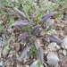 Mirabilis oblongifolia - Photo (c) arturoc, כל הזכויות שמורות, uploaded by arturoc