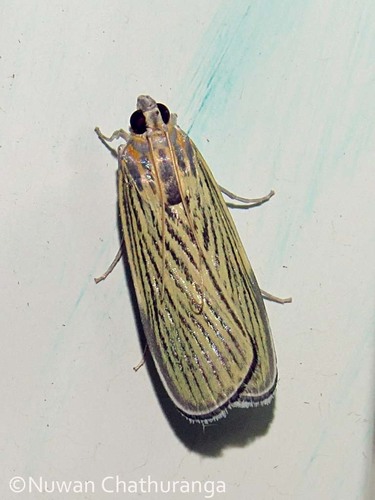 Tyspanodes linealis (Moore, 1867)