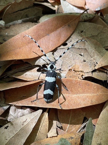 Banded Alder Borer