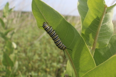 Danaus plexippus image