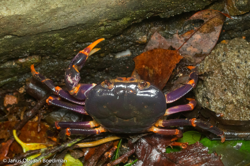 Geothelphusa miyazakii (Miyake & Chiu, 1965)