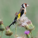 Northern European Goldfinch - Photo (c) Winfried Heilmann, all rights reserved, uploaded by Winfried Heilmann
