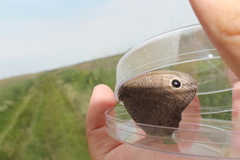 Cercyonis pegala image
