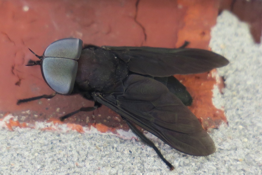 Huge fly - Tabanus atratus 