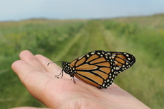 Danaus plexippus image