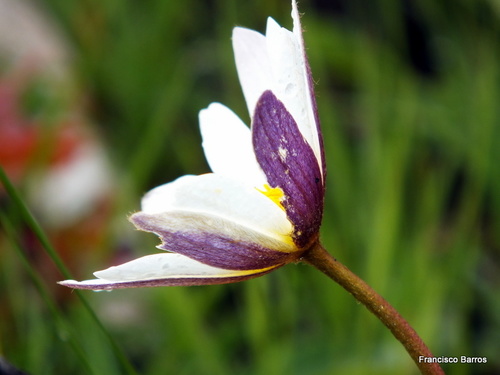 Palmate Anemone