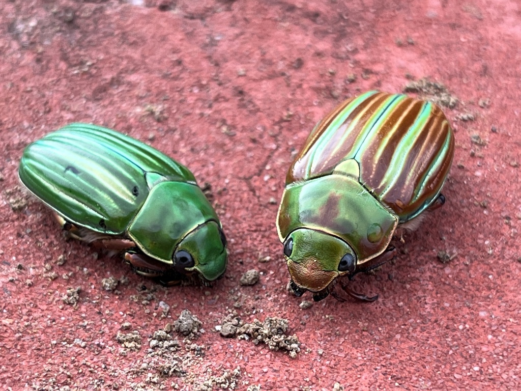 アカスジウグイスコガネ (Chrysina adelaida) · iNaturalist