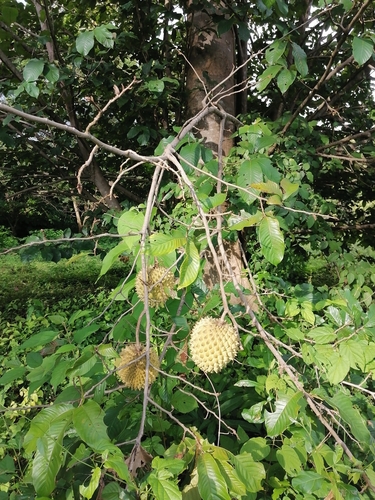 Annona purpurea - Leaves