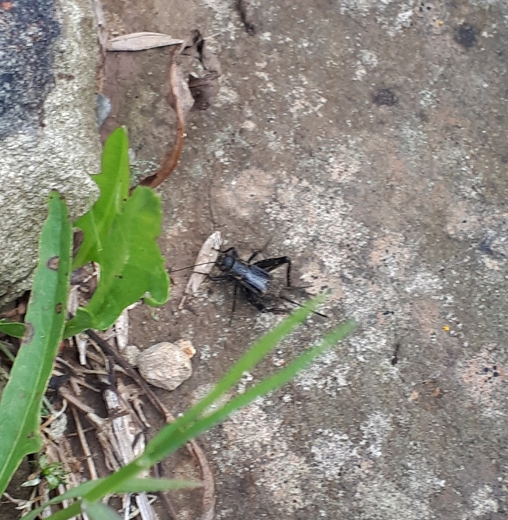 Robust Ground Crickets from Lower Cape on August 10, 2022 at 12:55 PM ...
