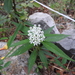 Asclepias angustifolia - Photo (c) arturoc, כל הזכויות שמורות, uploaded by arturoc