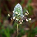 Hare's-foot Plantain - Photo (c) Francisco Barros, all rights reserved, uploaded by Francisco Barros
