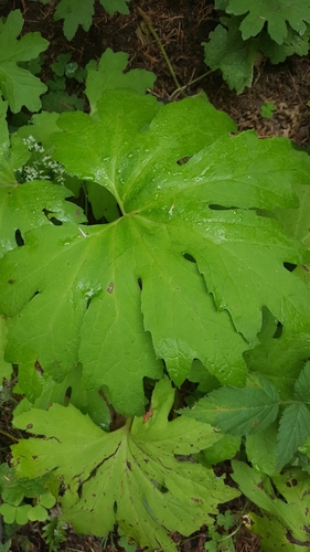 Arctic Butterbur foliage