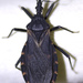 Triatoma indictiva - Photo (c) Cody Hough, all rights reserved, uploaded by Cody Hough