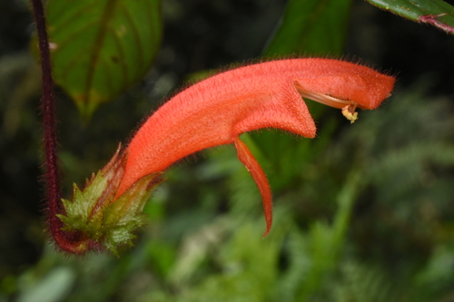 Columnea cobana
