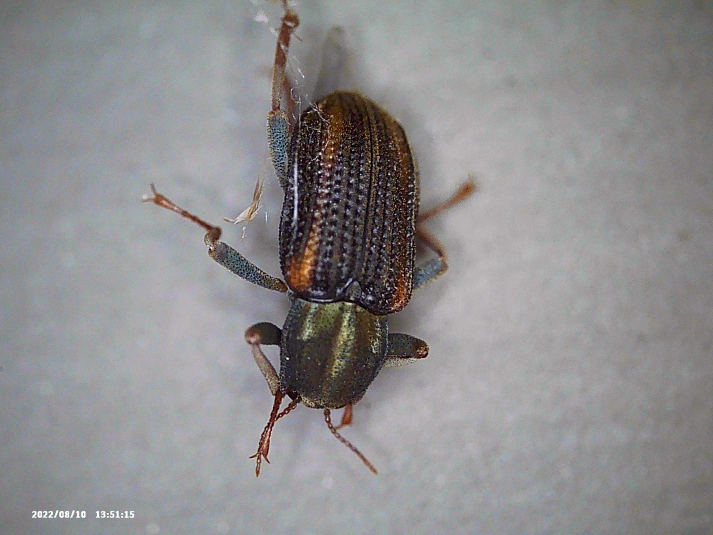 Riffle Beetles from Windy Ridge Rd, Warren, CT, US on August 10, 2022