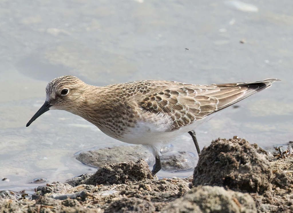 Baird's Sandpiper from Alviso, San Jose, CA, USA on August 10, 2022 at ...