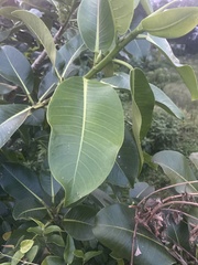 Ficus elastica image