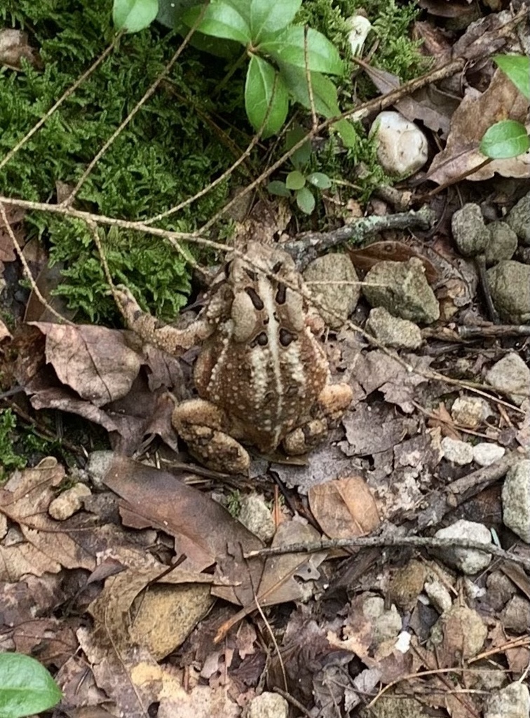 American Toad from Wenksville Rd, Biglerville, PA, US on August 01 ...