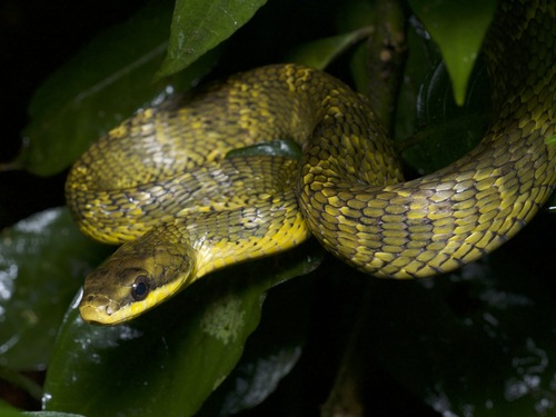 Puffing Snake