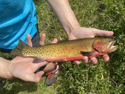 Rocky Mountain Cutthroat Trout