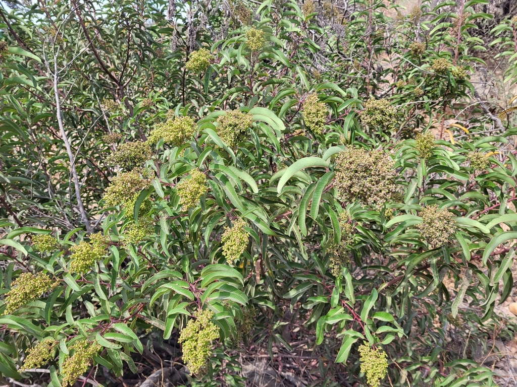 laurel sumac from 22250 B.C., México on August 08, 2022 at 0850 AM by