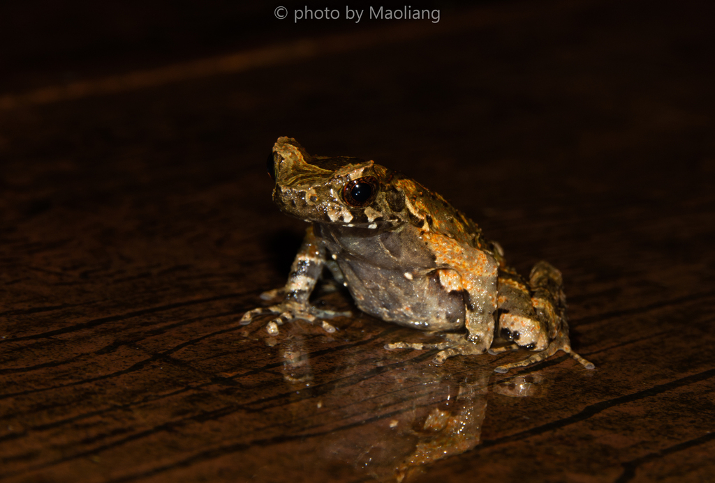Tianzishan Horned Toad