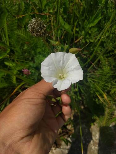 Calystegia sepium ssp. angulata