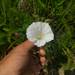 Calystegia sepium angulata - Photo (c) Alex Graeff, כל הזכויות שמורות, הועלה על ידי Alex Graeff